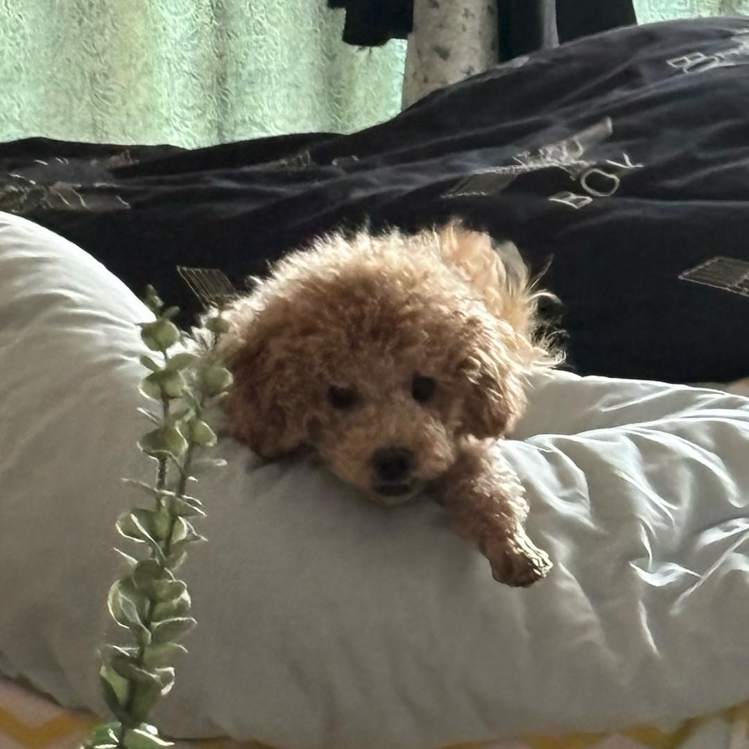 Zzz……