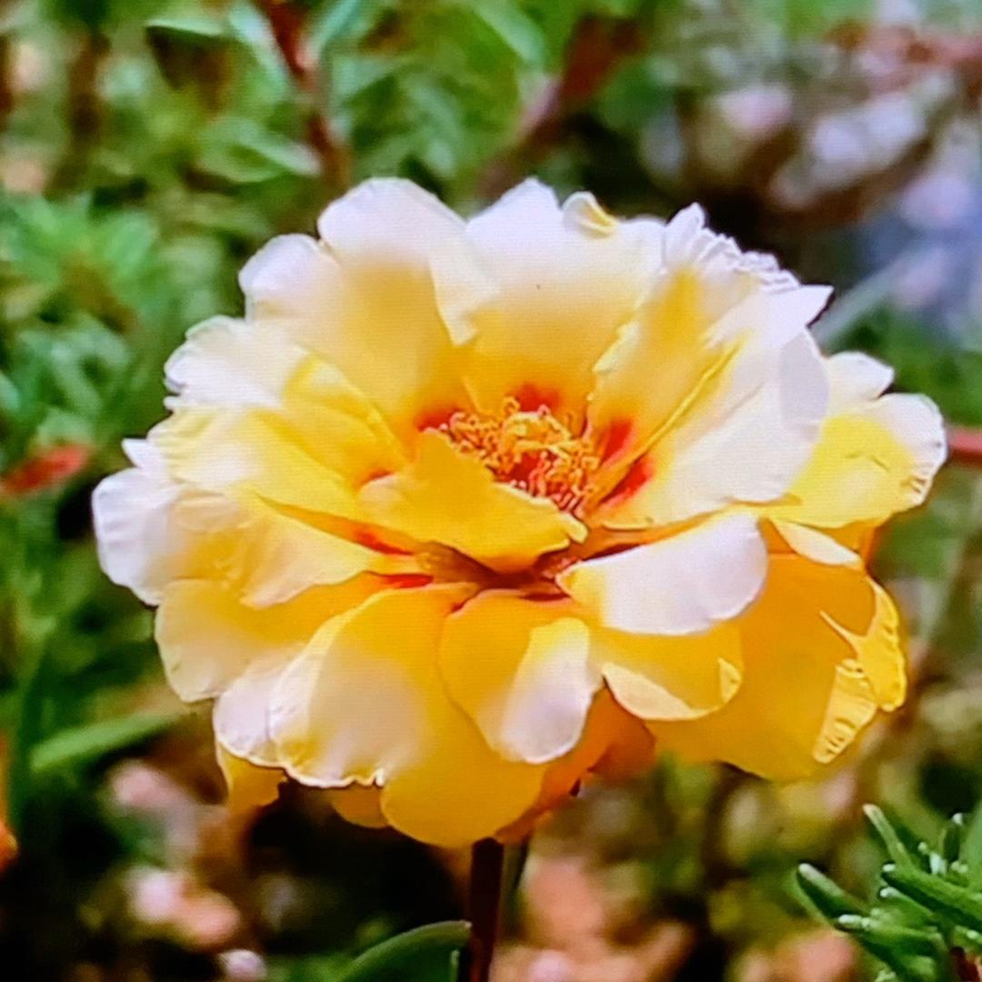 美好未来🌹