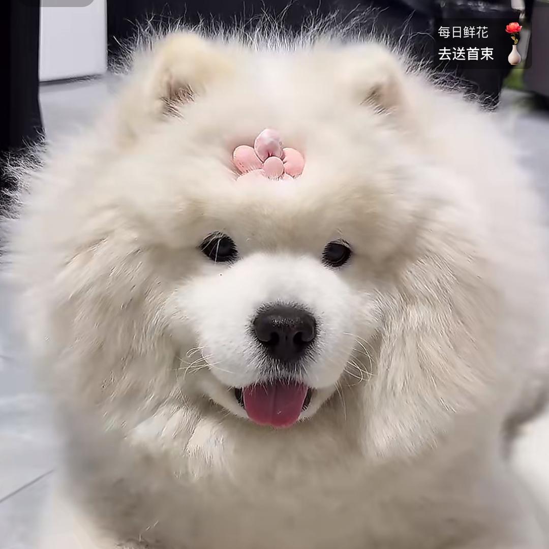狗嘟嘟