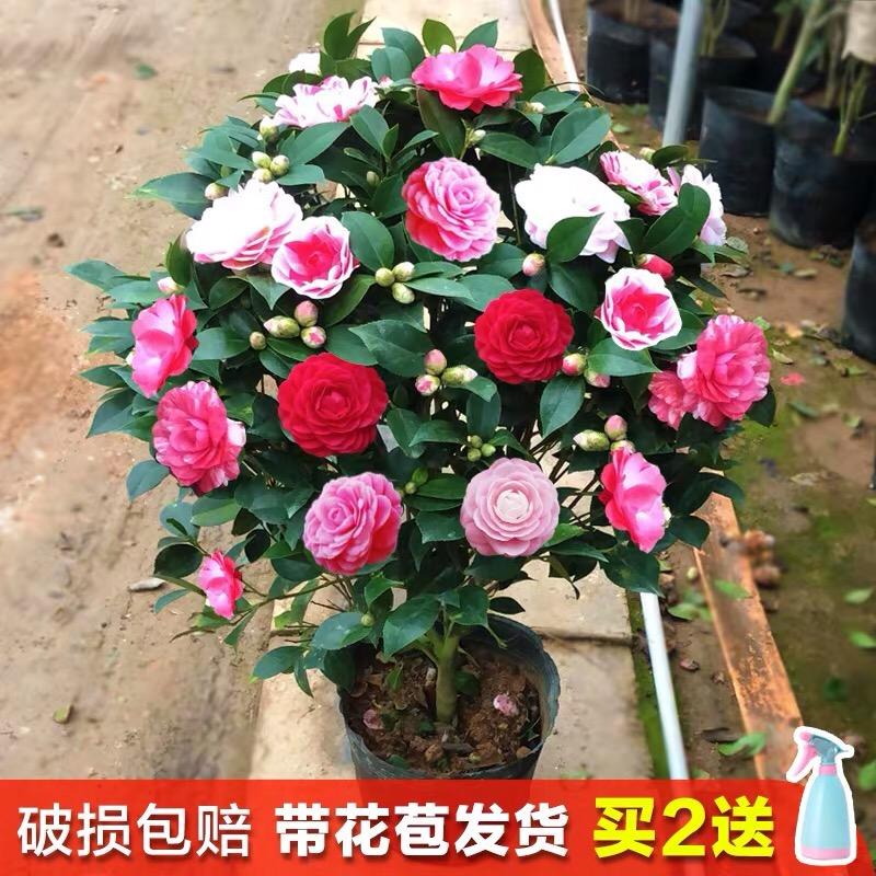 威宇花卉