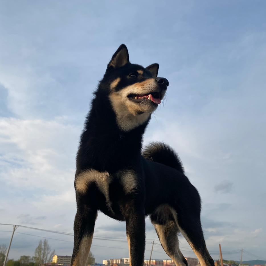 黑化回灰花会灰花