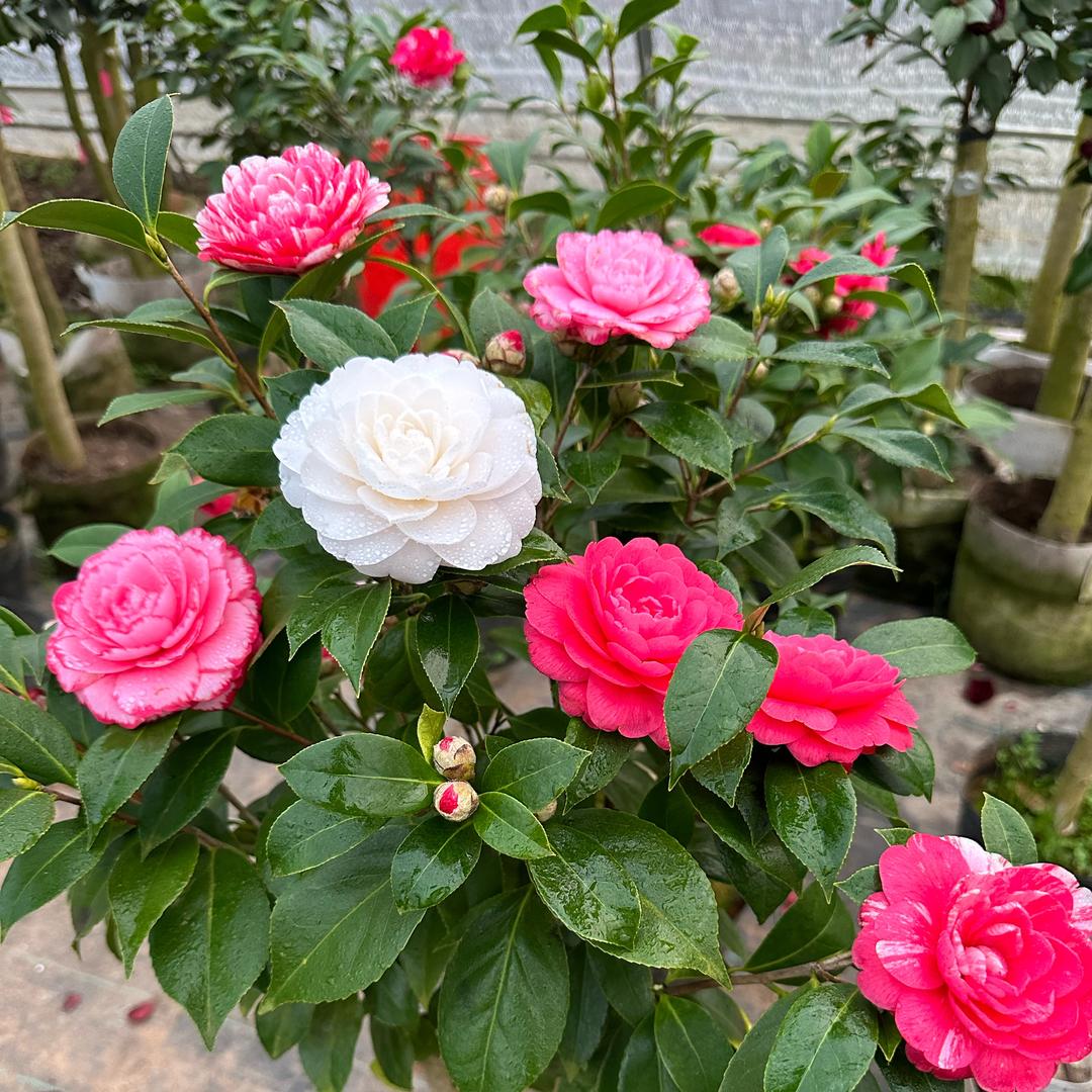 李花医