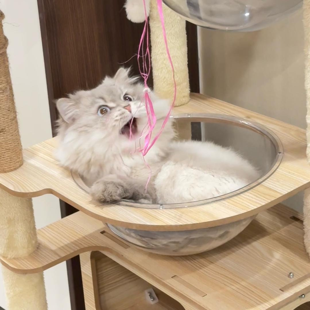 谁不喜欢小猫咪我都会伤心