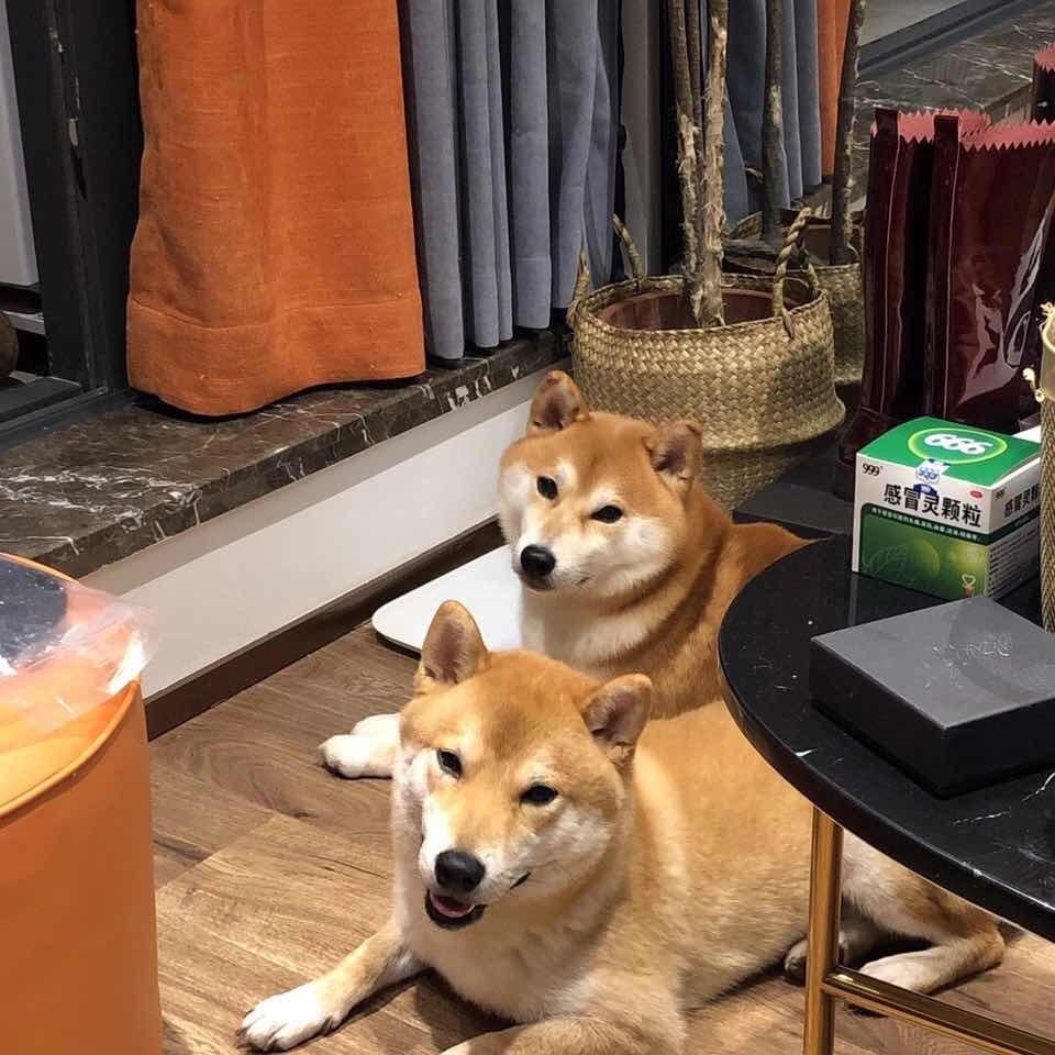 柴犬二父子
