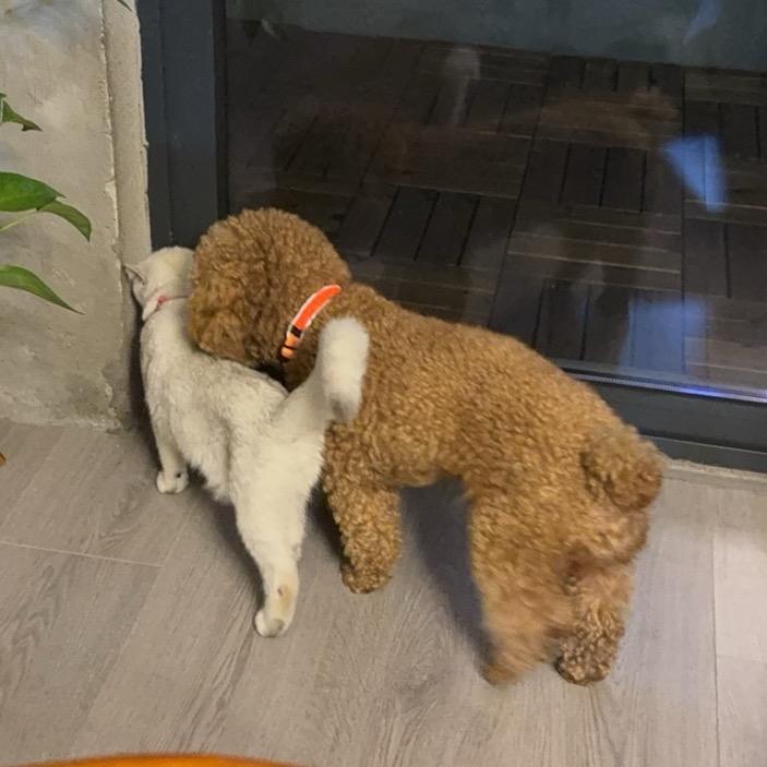 李十二的皮