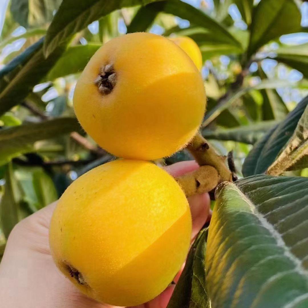 苏州白玉青种枇杷（小英子）