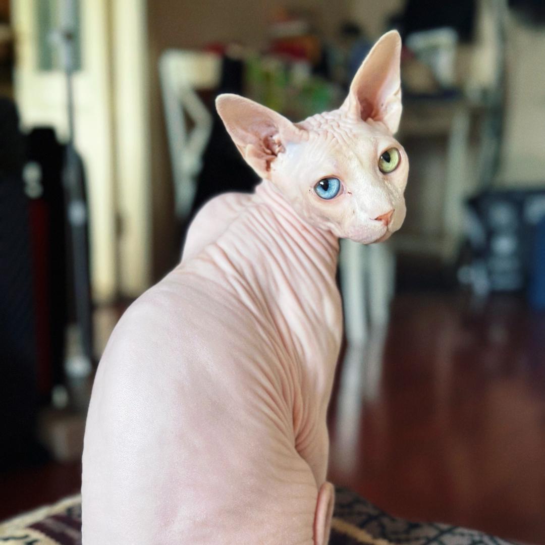 翔翔子