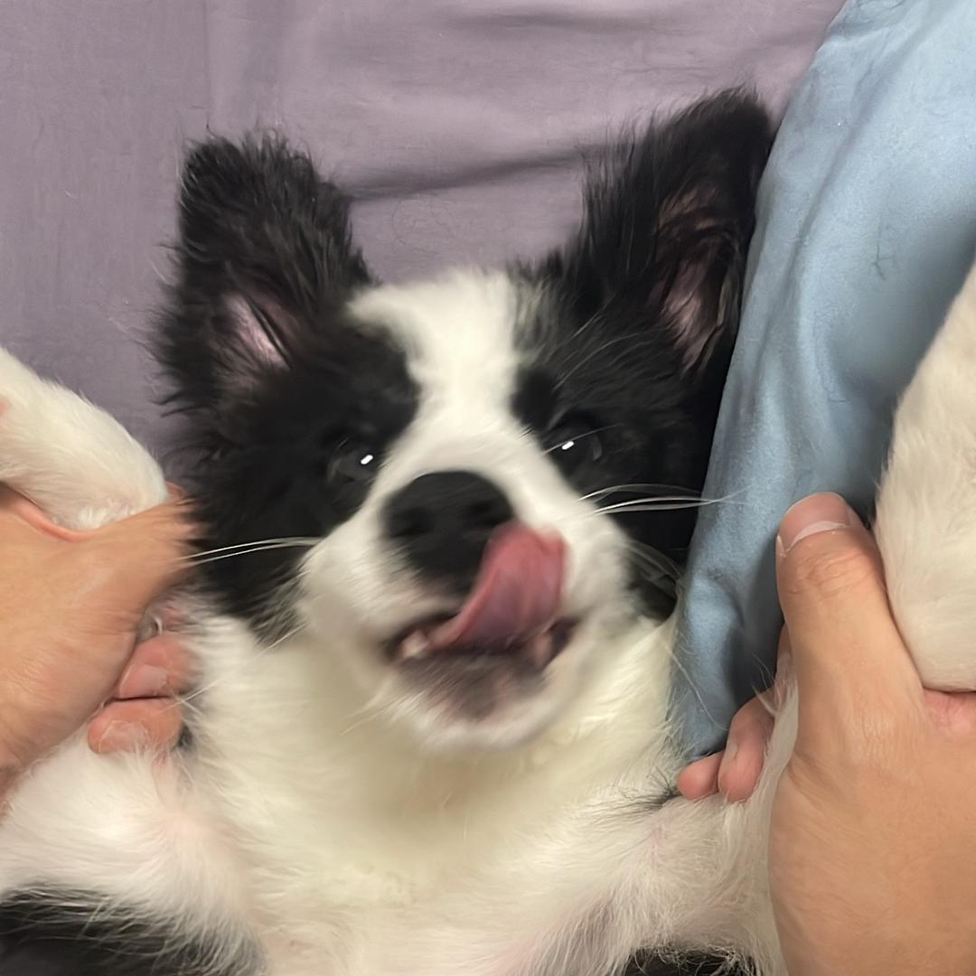 奥利奥