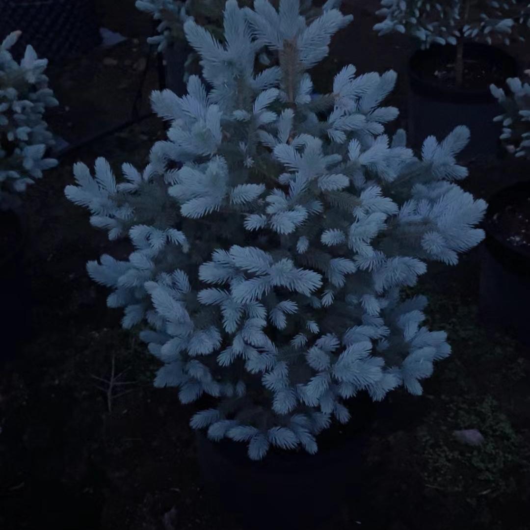 悉昙科罗拉多蓝杉