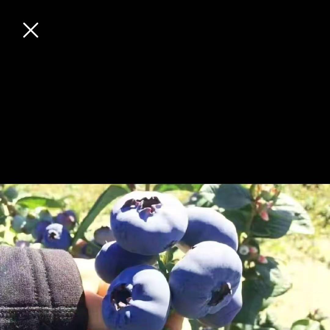大琴苗圃