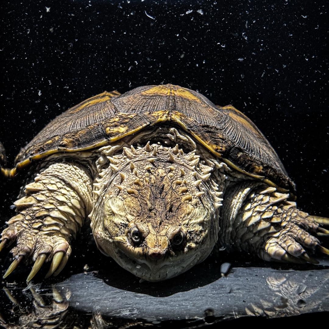 耐鳄（收佛鳄退坑）