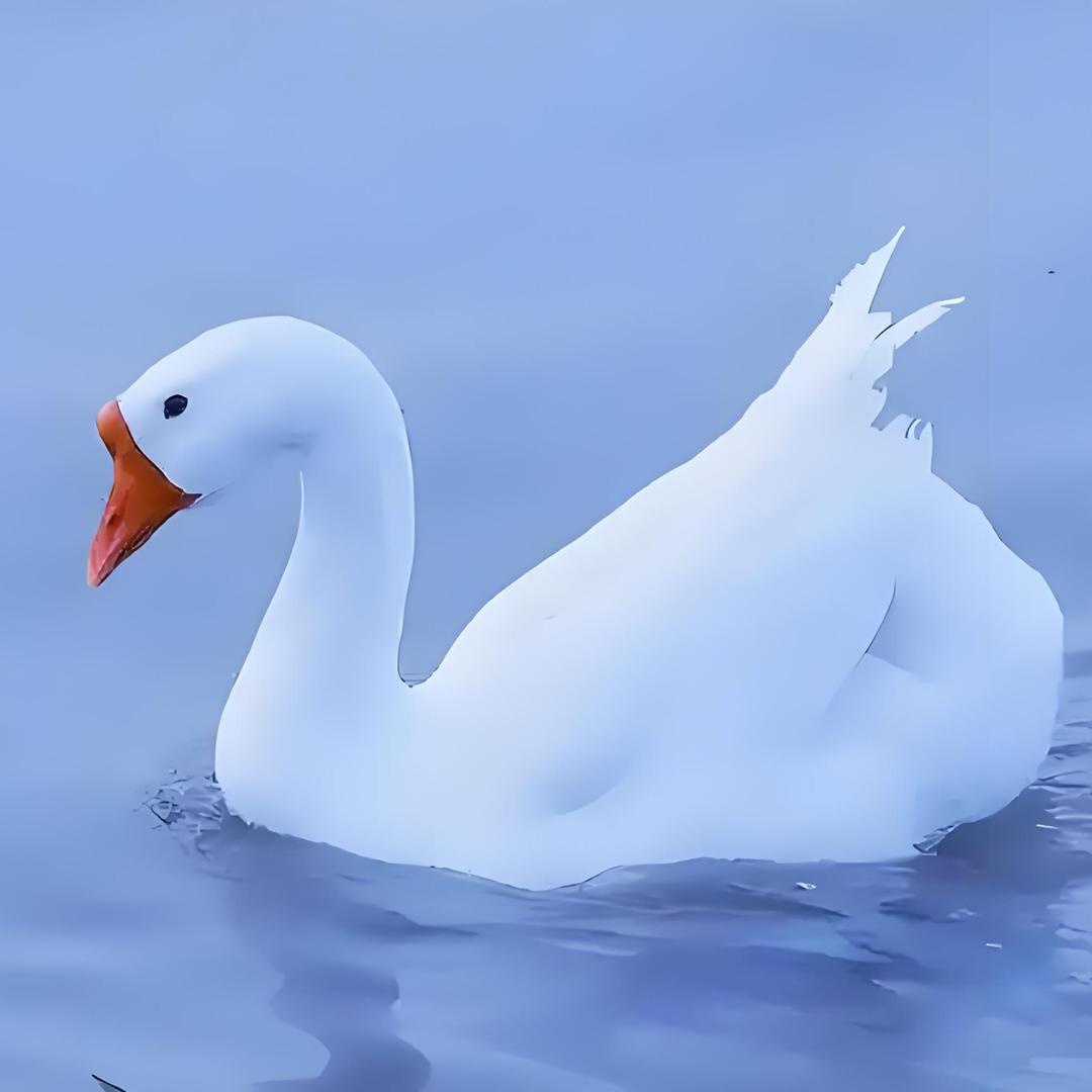 @小马哥