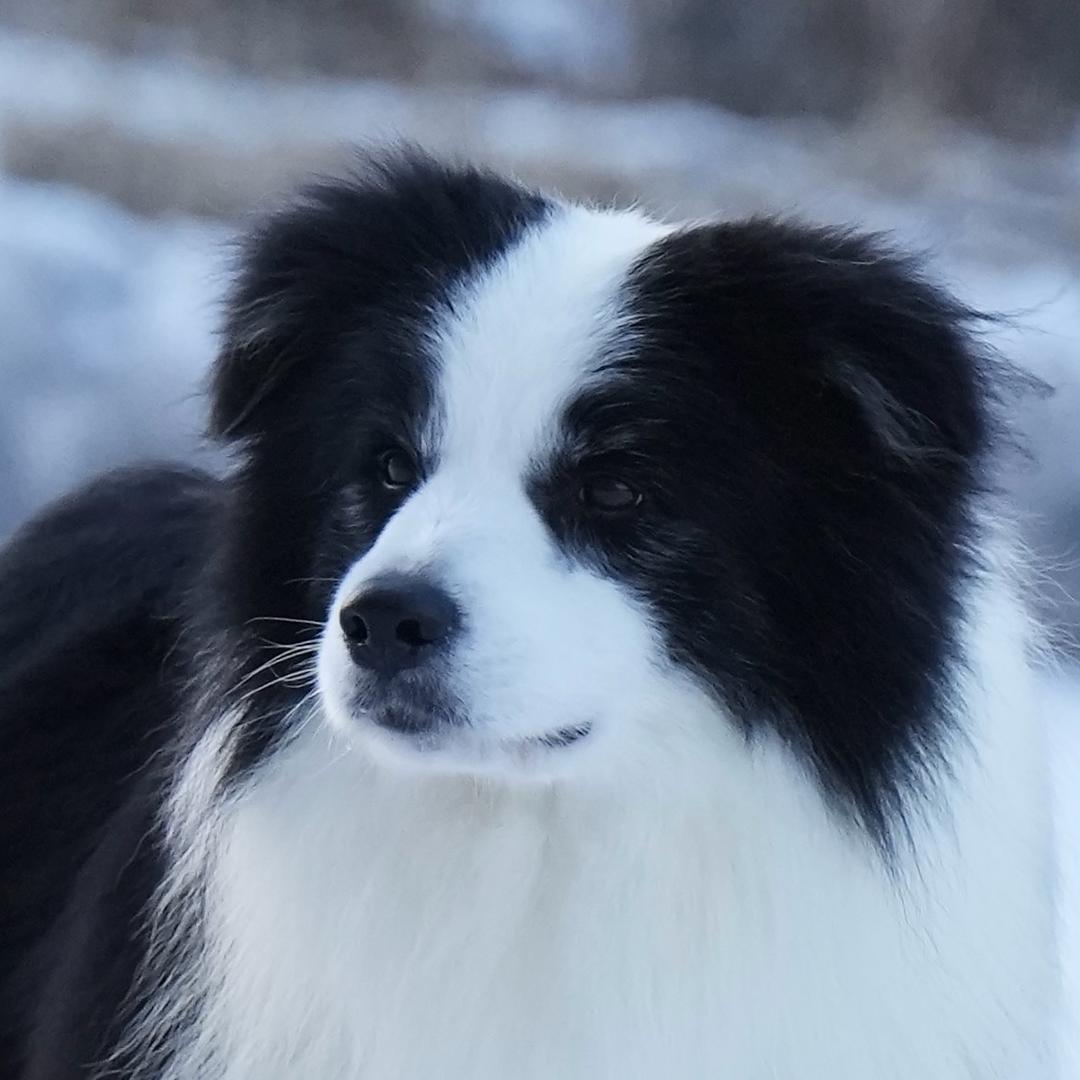 哈尔滨牧屿犬舍（CKU）