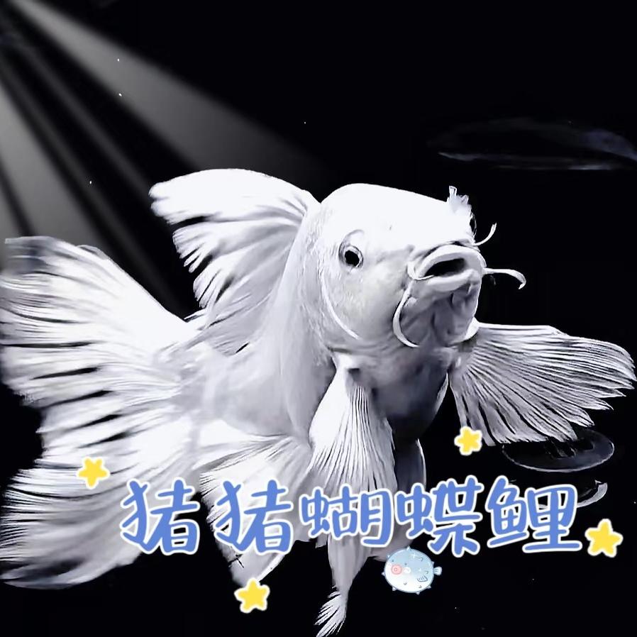 猪猪蝴蝶鲤