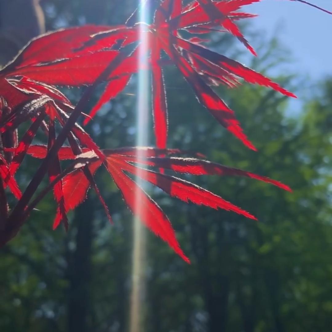 一抹阳光