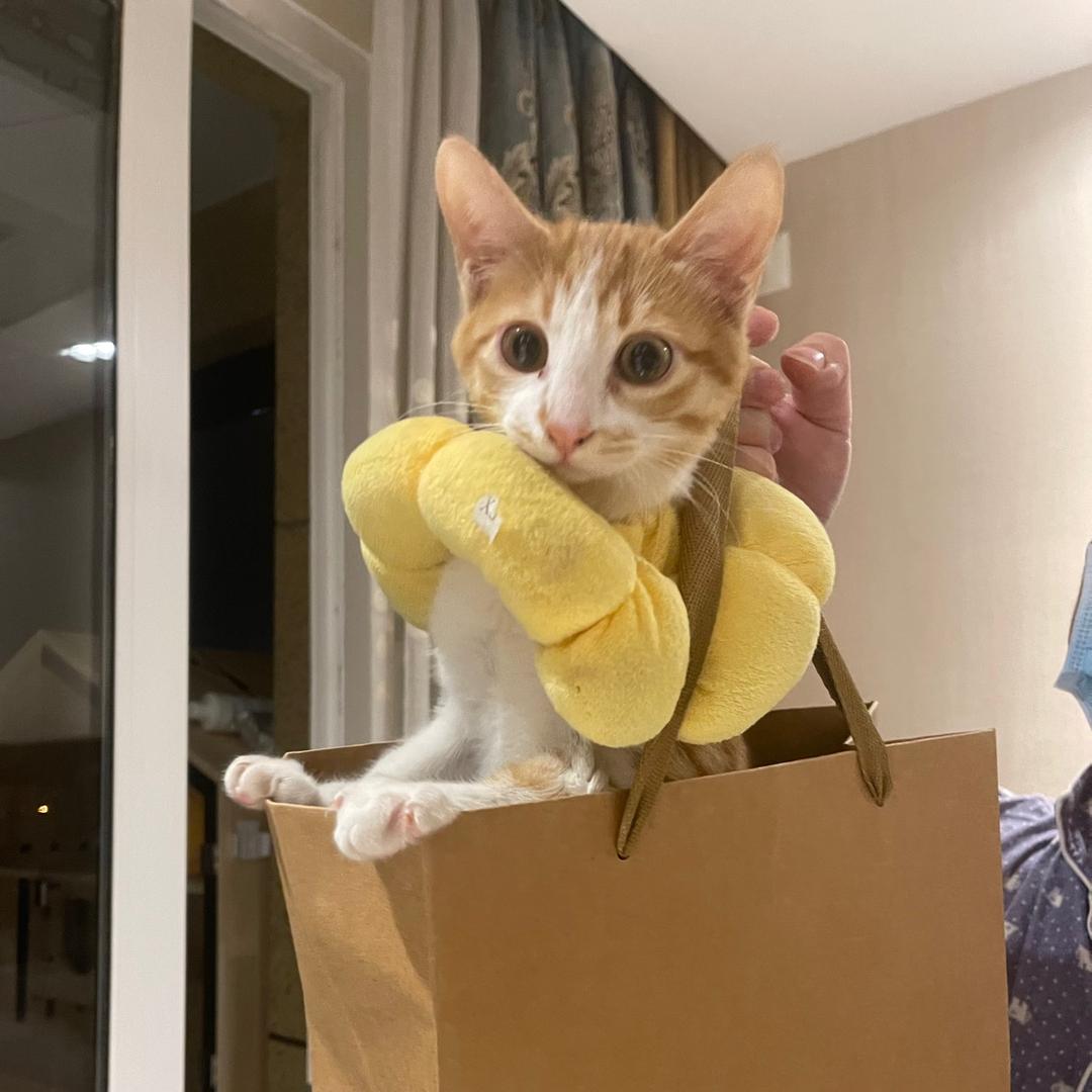 小橘猫葱油饼（黄嘴套子猫）