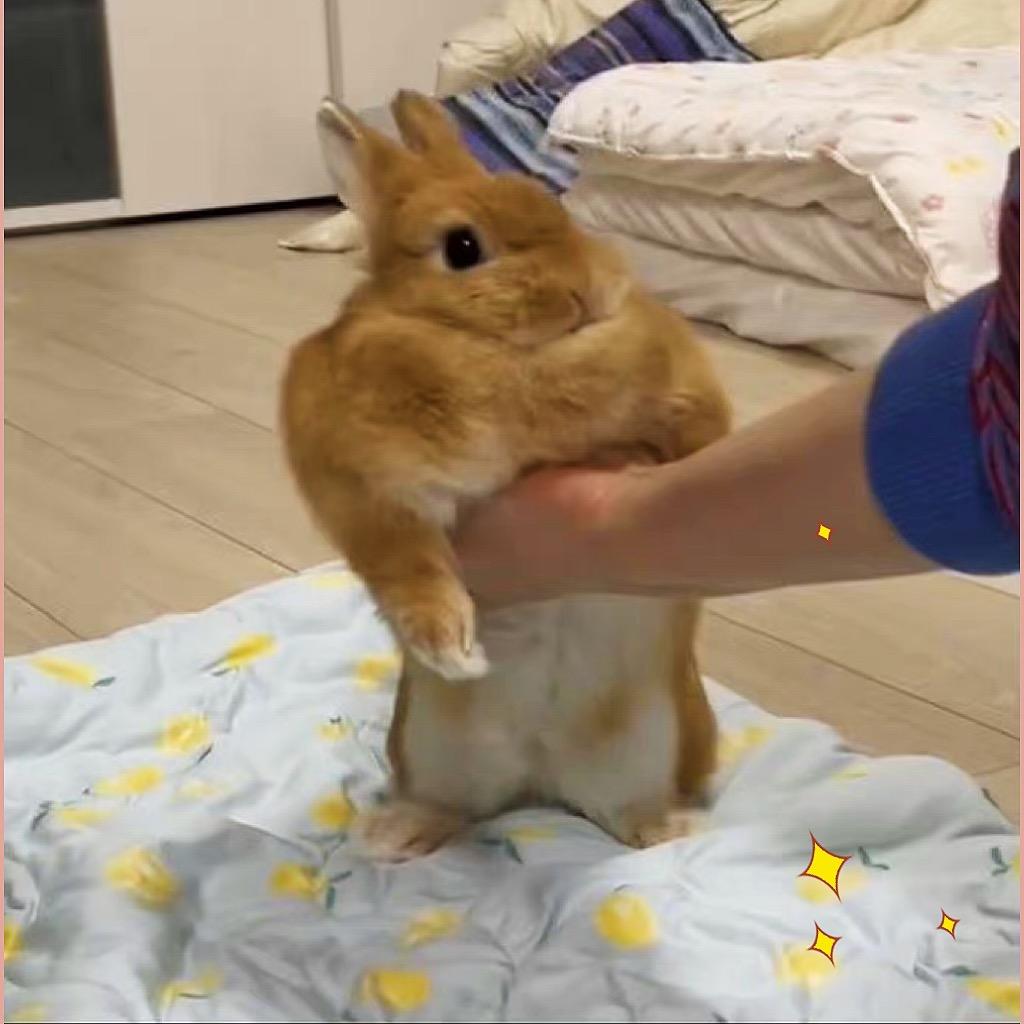 酷爱辣条🐸