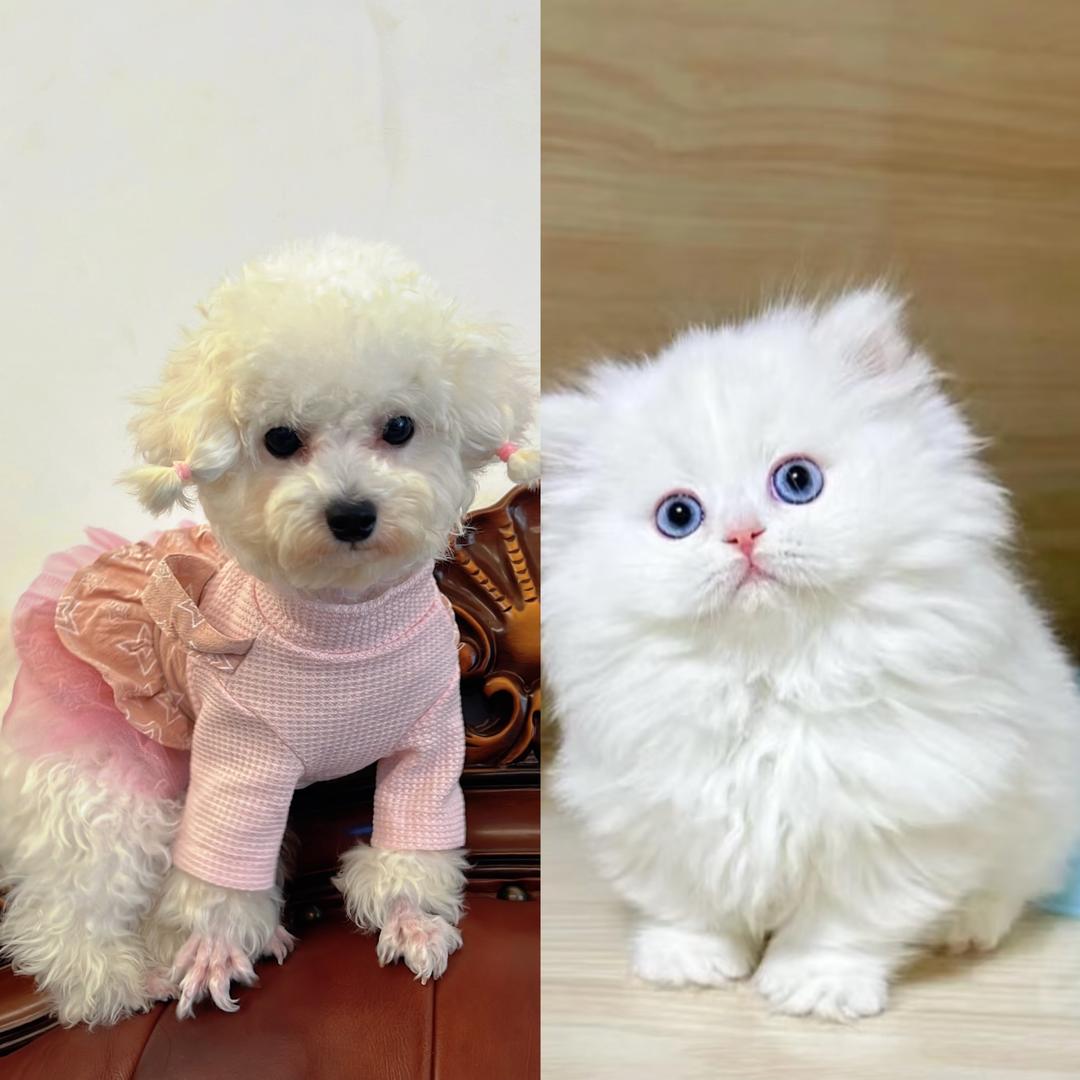 抖爪联盟宠物百宝箱