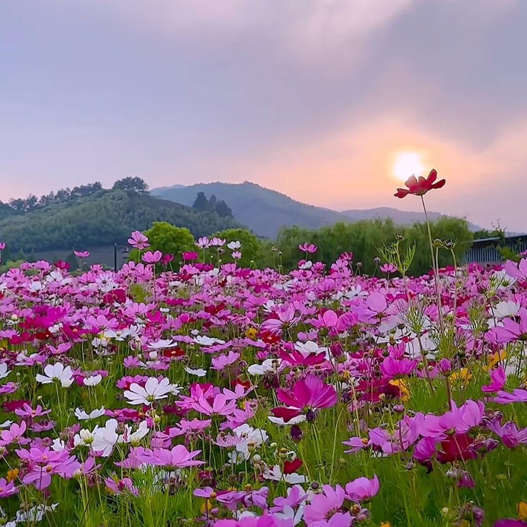 🌱向阳🌻而生🍃