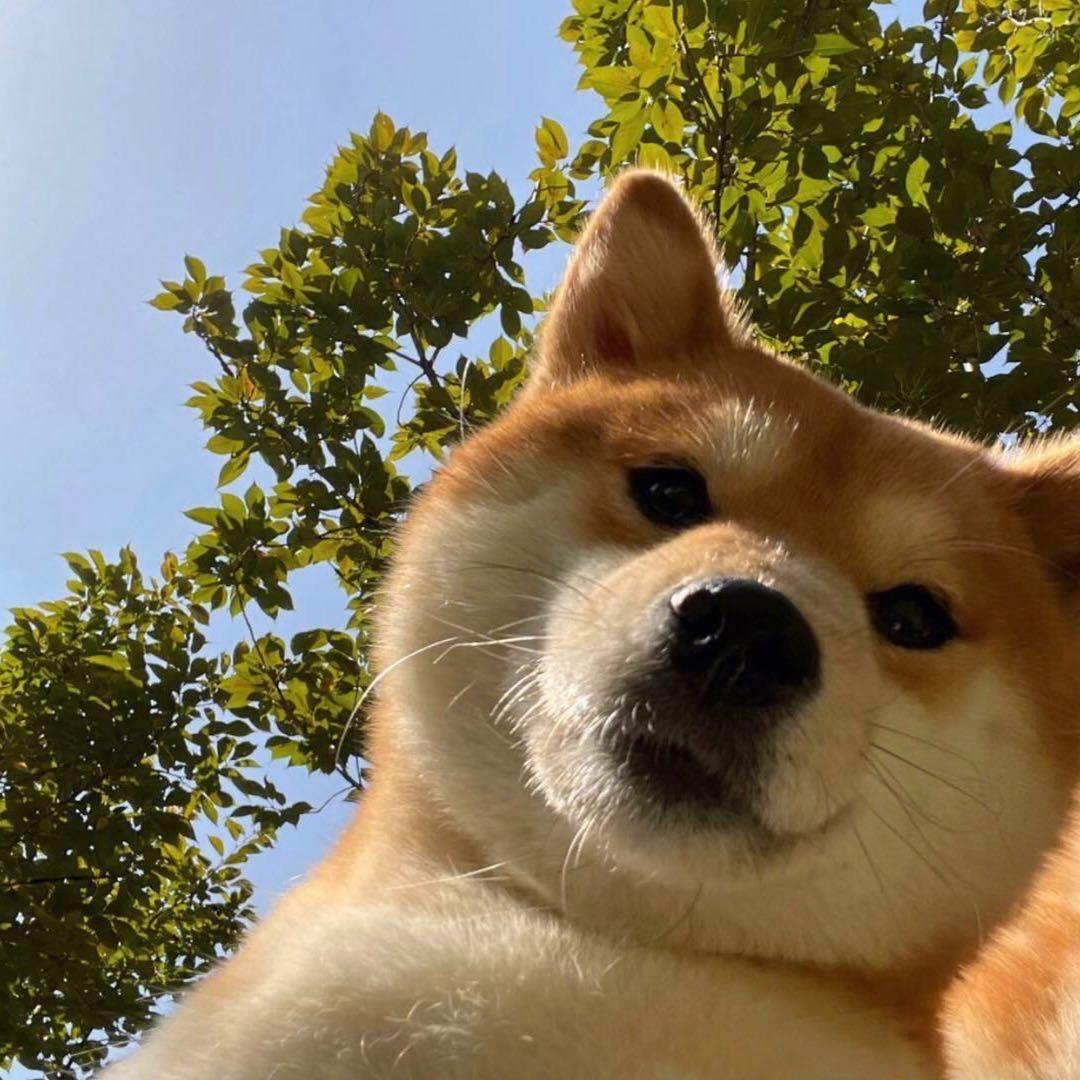 小黑🦯