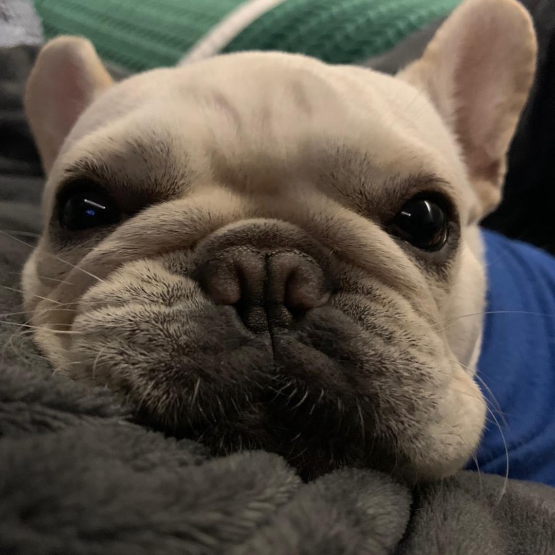 幸福的小牛~朱富贵