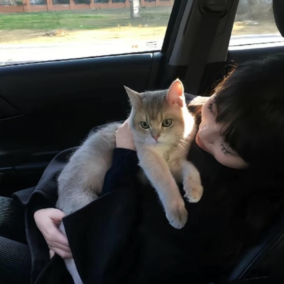 特猫tou