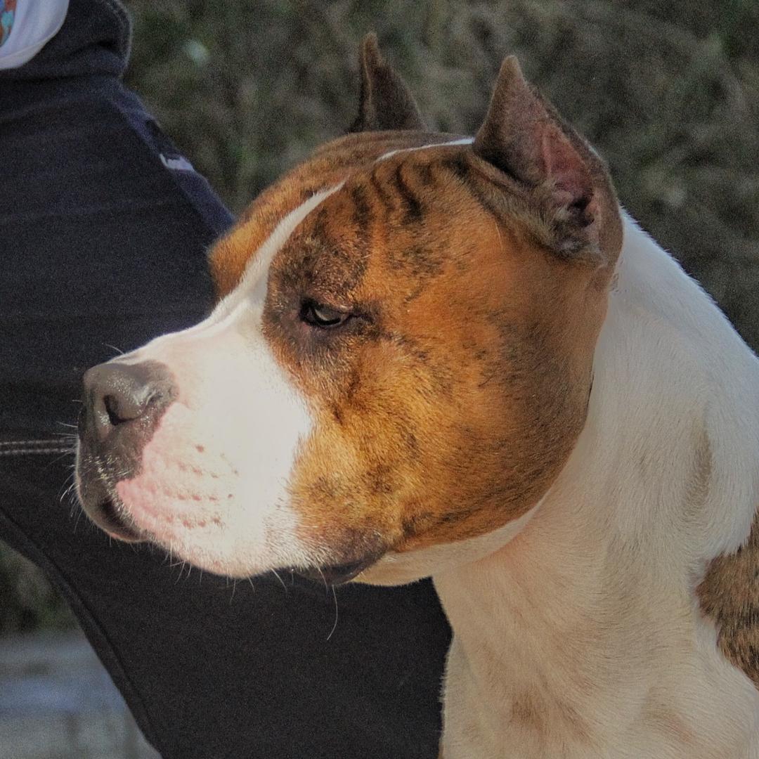 广州归隐犬舍客户反馈号