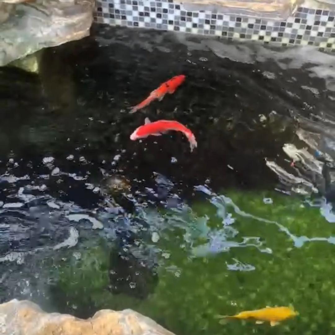 佛缘
