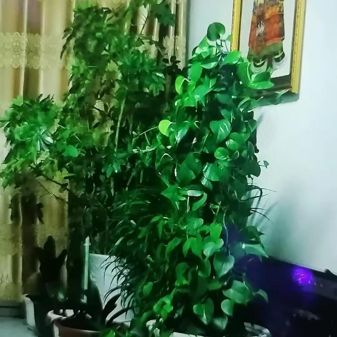 李科