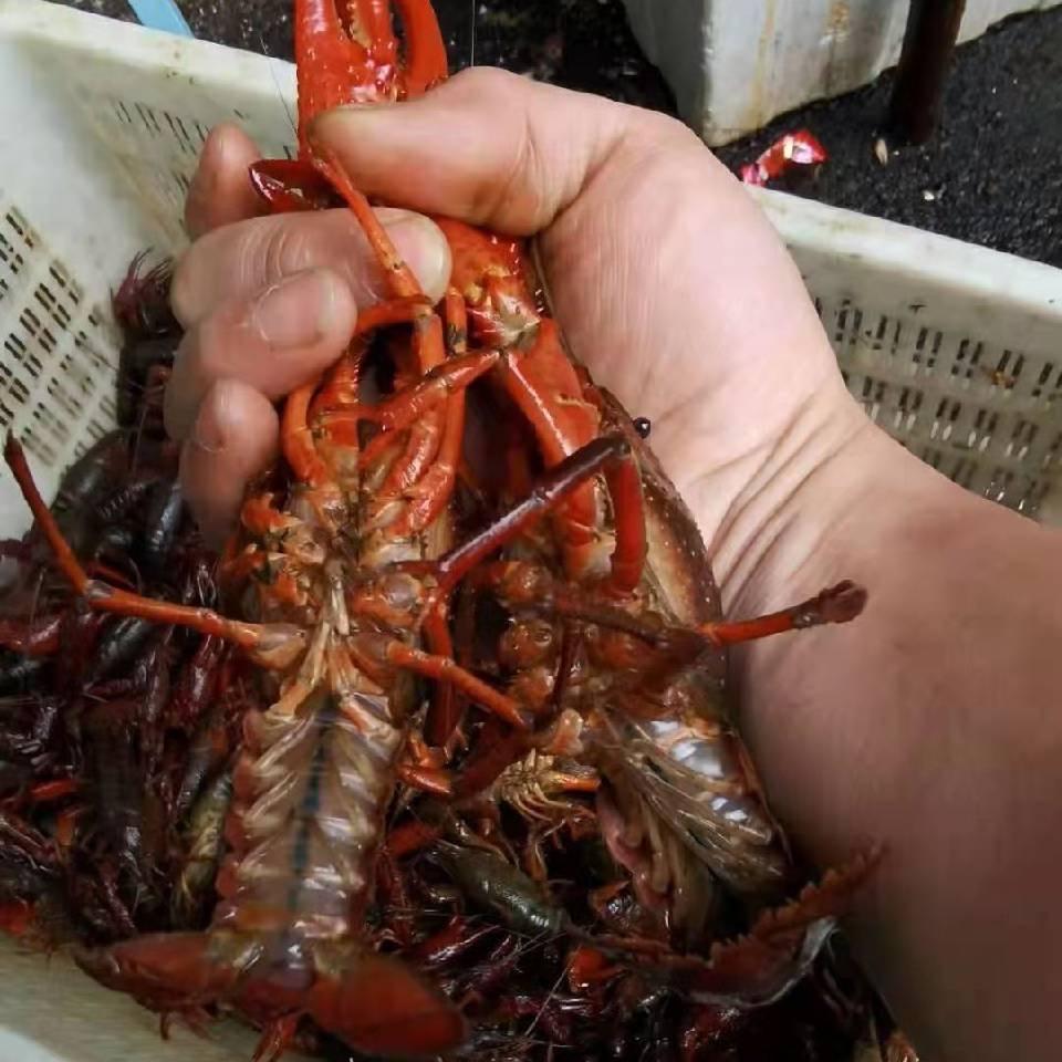 渔乐圈海鲜批发