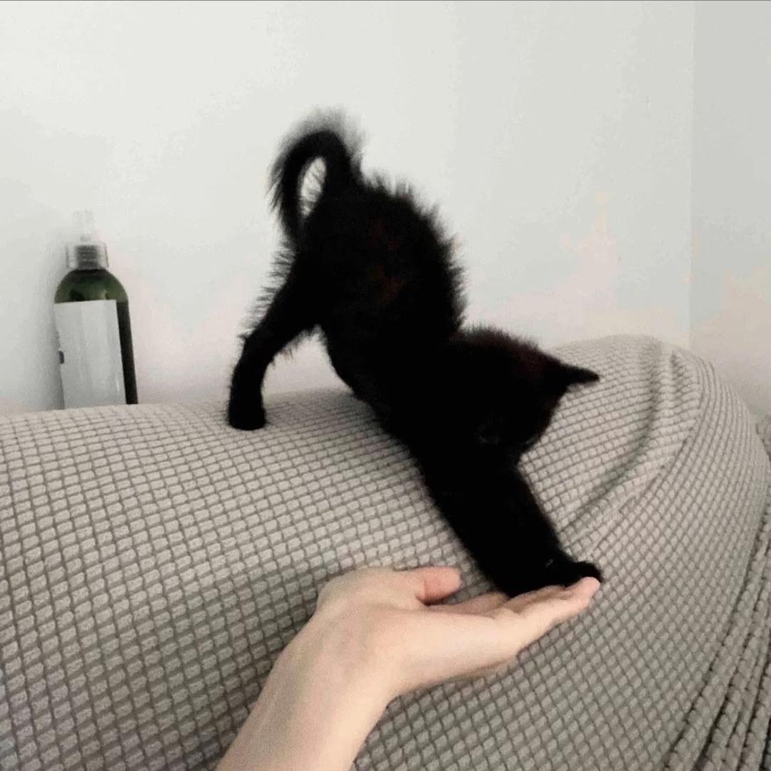 AI睡觉的笨蛋😪