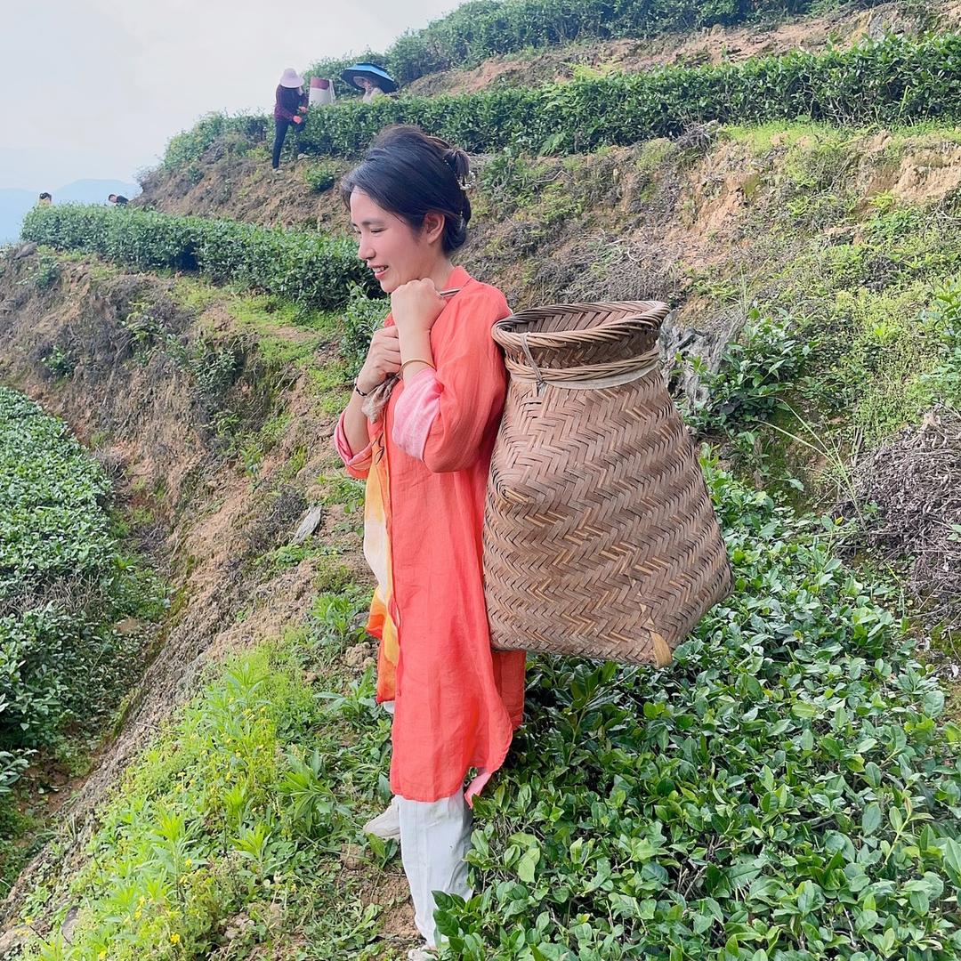 净芯莲