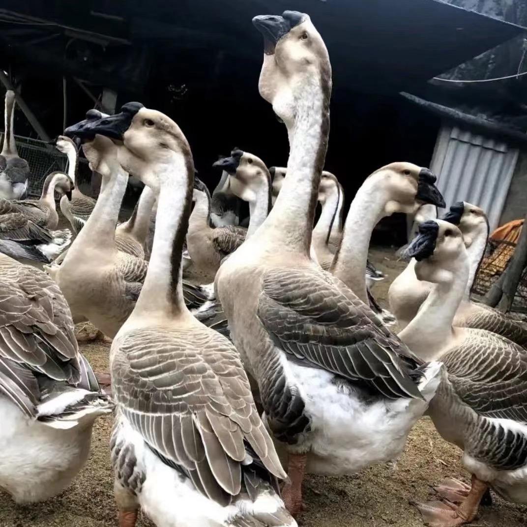 广西桂丰狮头鹅养殖场