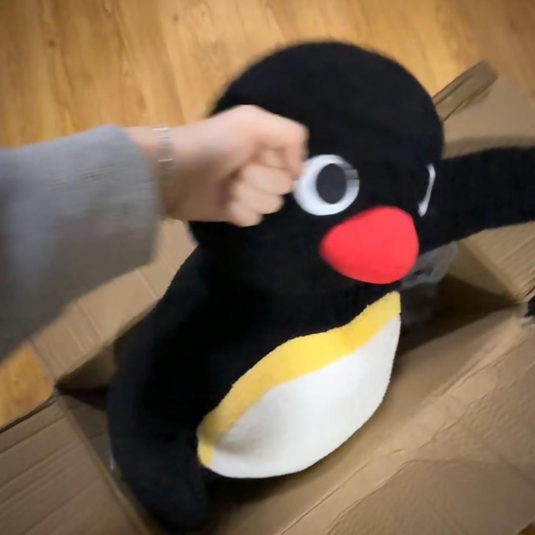 邻居家的鸽老师