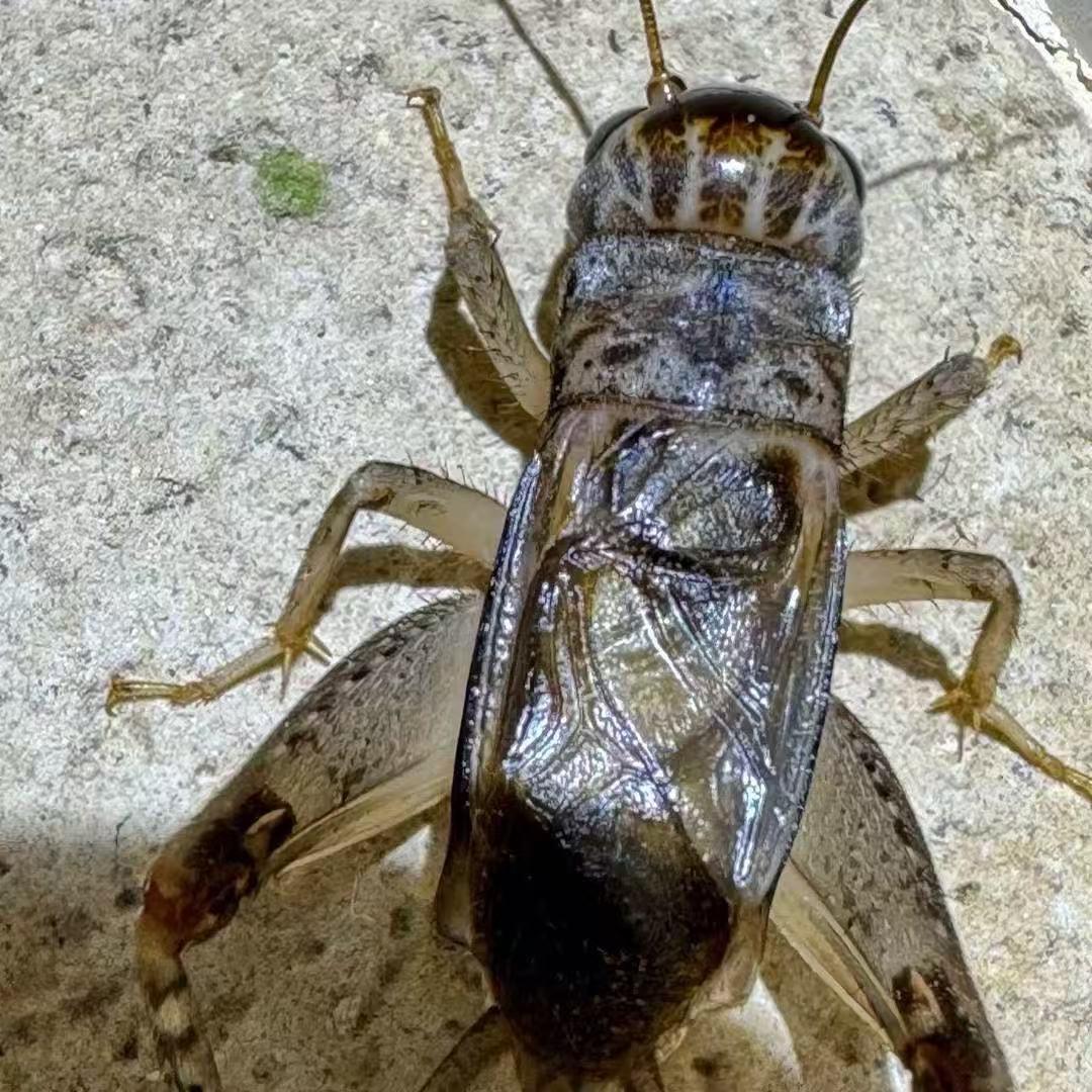 河北辛集蛐蛐缘（小号 1）