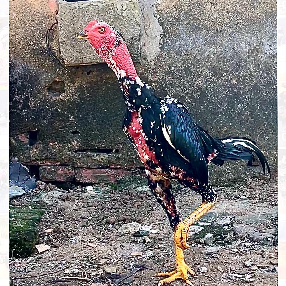 阿财斗鸡（北海）