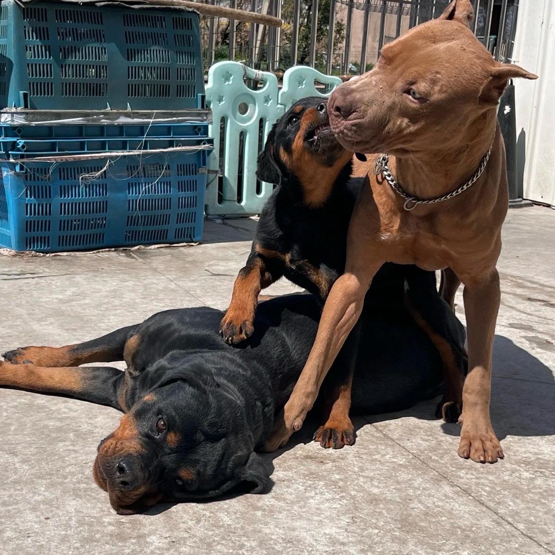 沾化第一犬舍航D