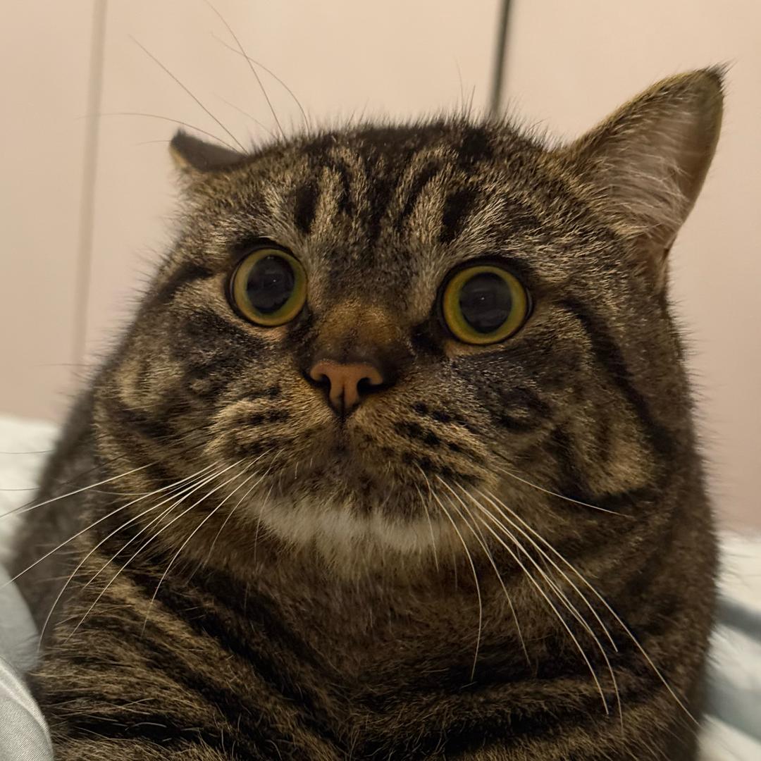 爱吃鱼的猫🐟