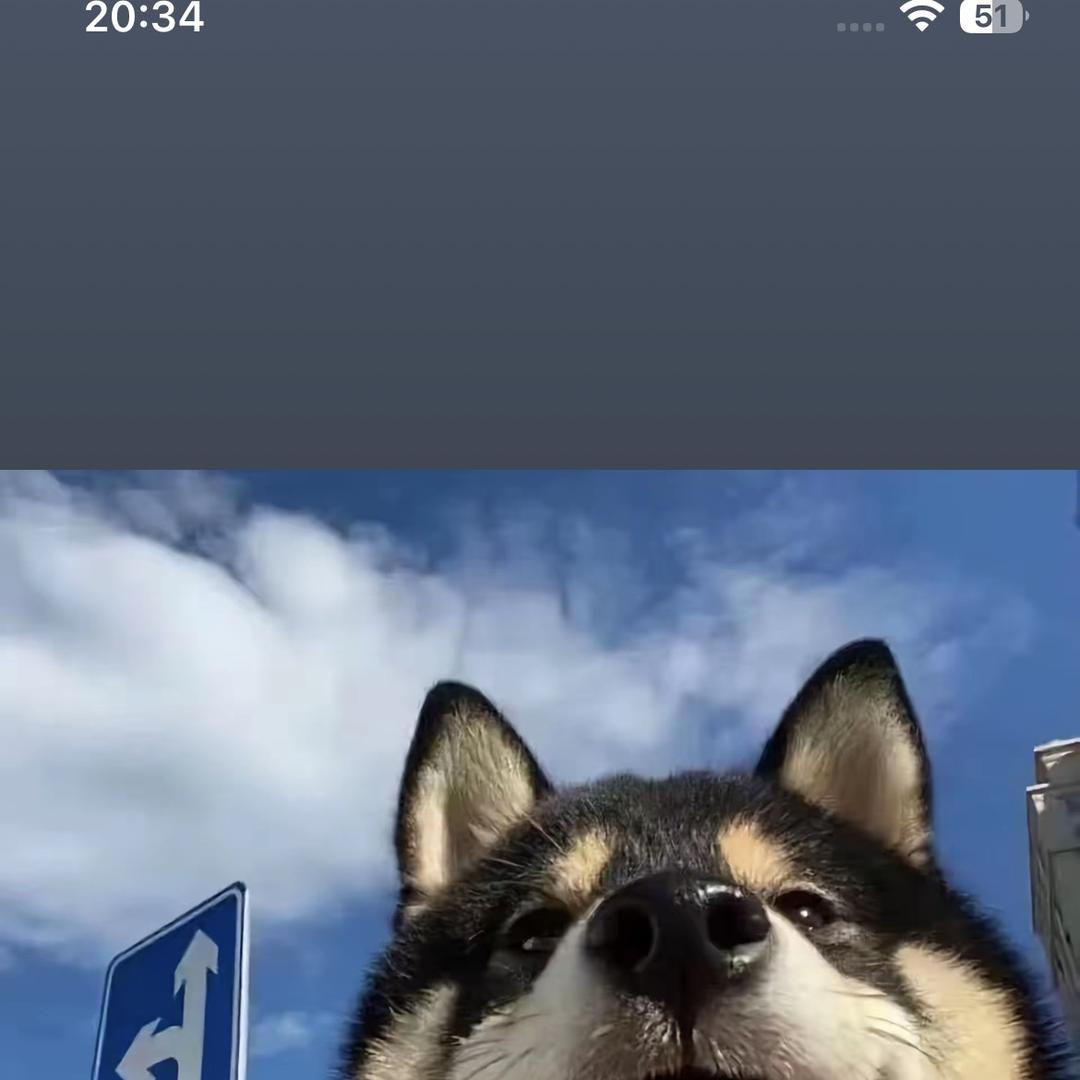 瑞派宠物创意屋