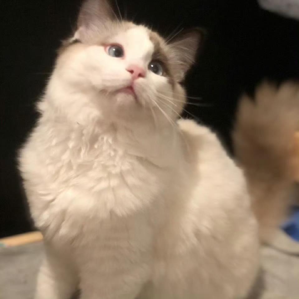 西西大王