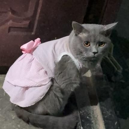 小呆是只猫