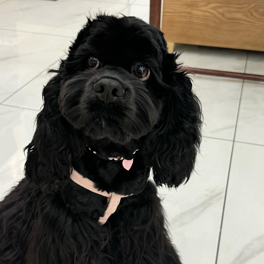 铁锤妹妹👩