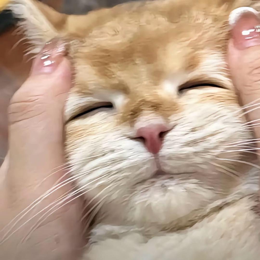 猛炫两盆猪饲料（助眠版）