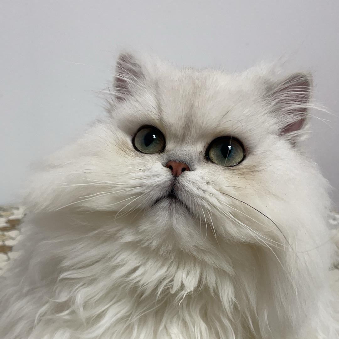 云团小吉拉