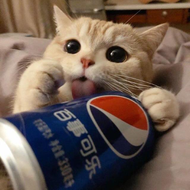 可乐猫（有票有关必回）