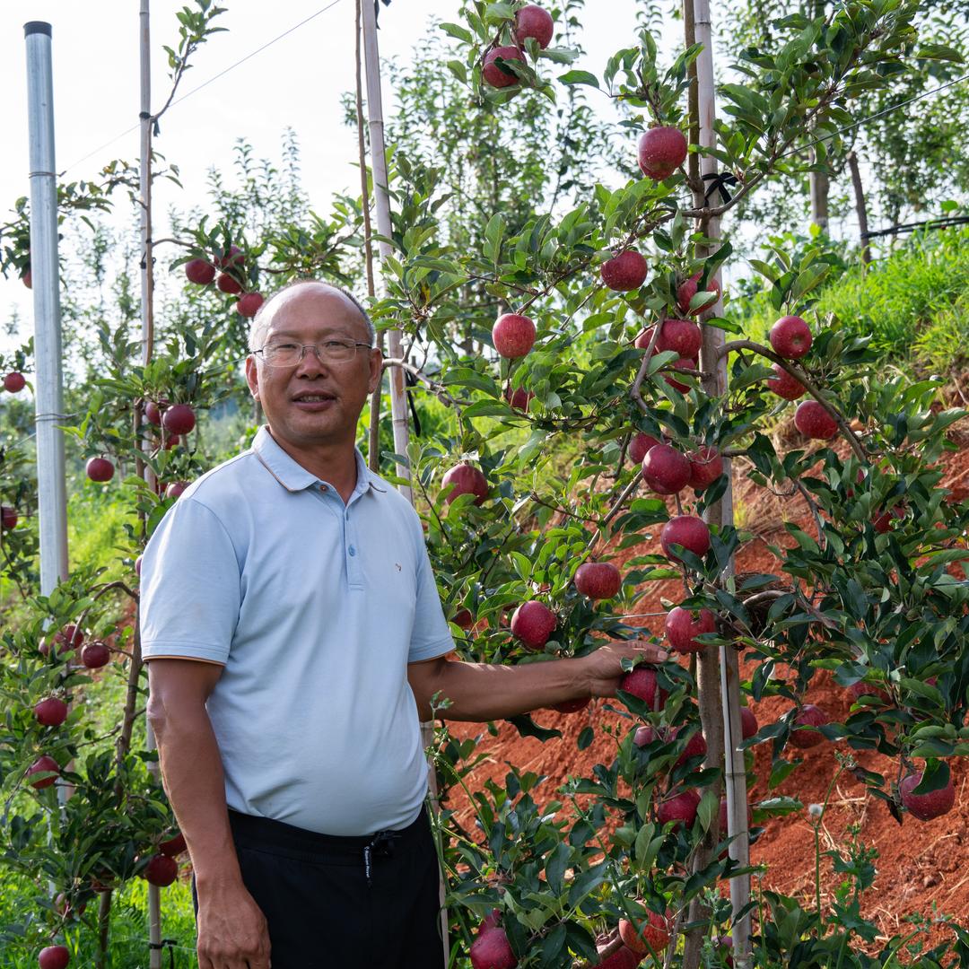 苹果达人  老沈