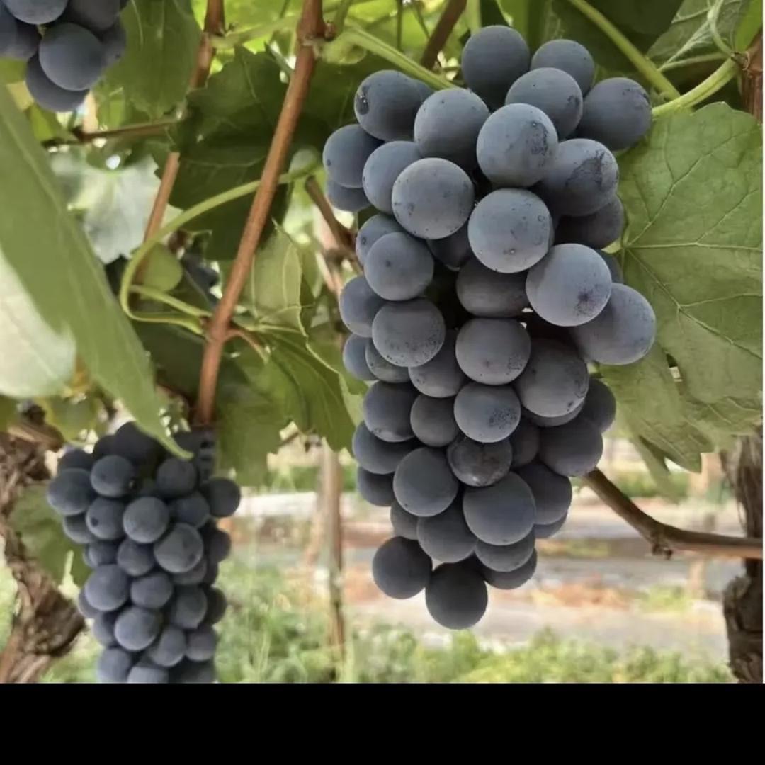 花音谷盈健果树苗木专卖店