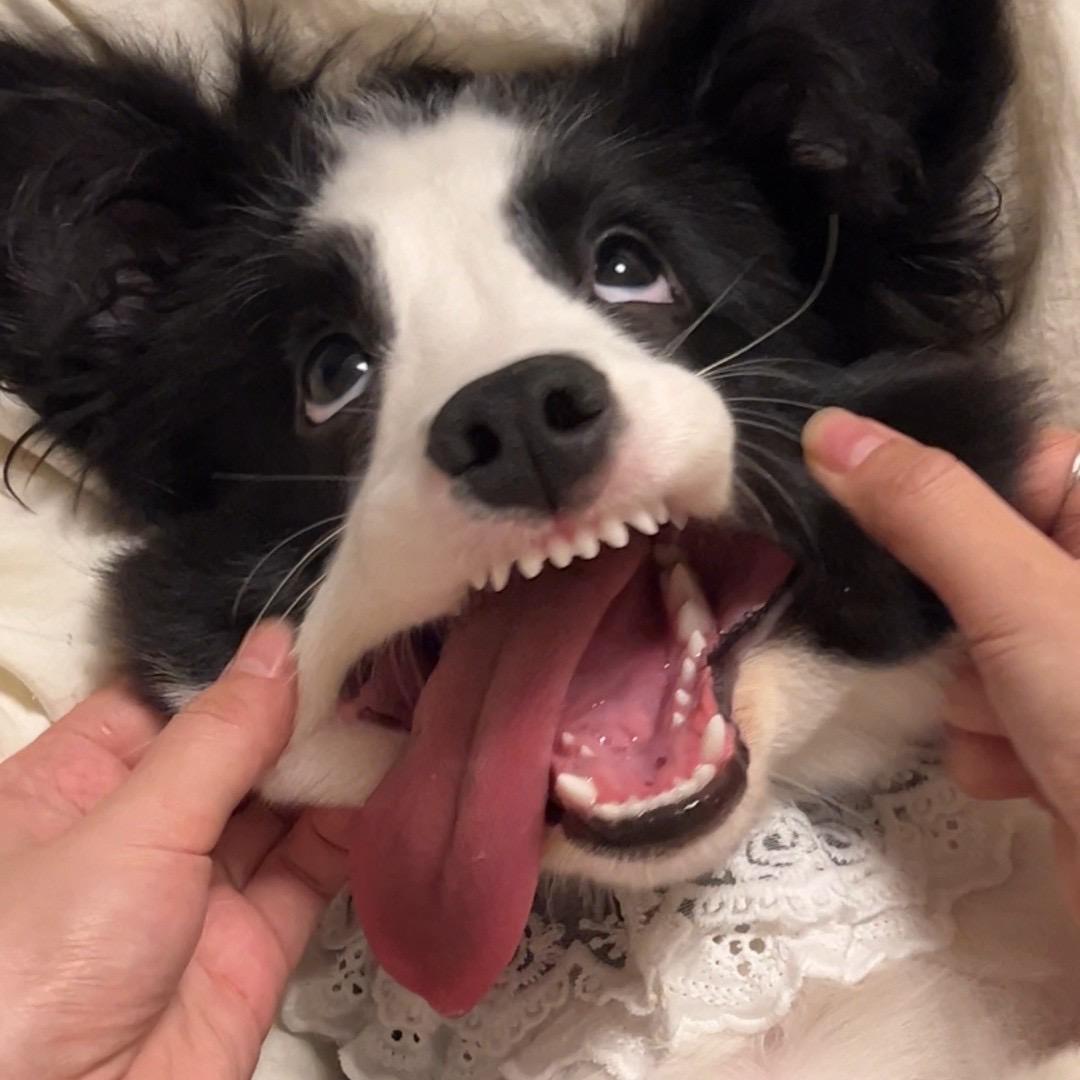 社恐的小北