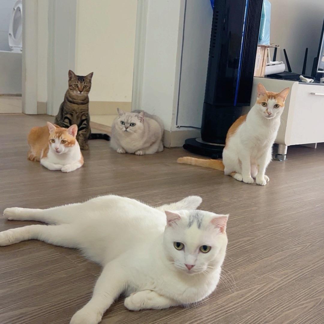 赚钱给小猫卸载QQ