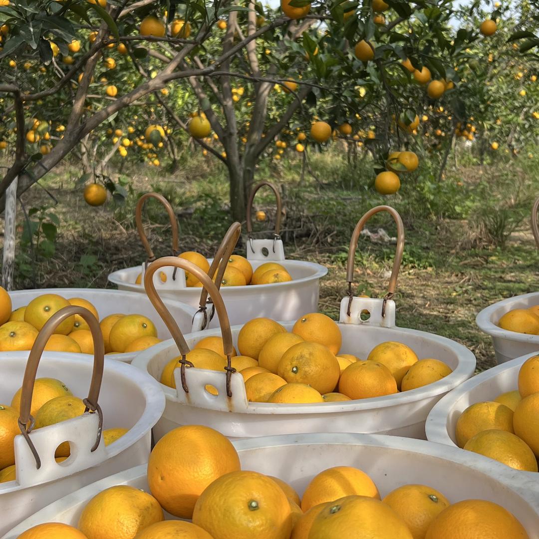 廉江红橙水果基地